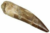Fossil Plesiosaur (Zarafasaura) Tooth - Morocco #354713-1